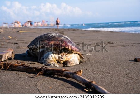 Turtle walking on the beach with people in the background of the photo. Montenegro