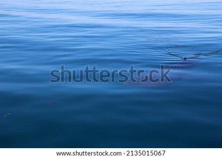 Whale shark Baja California Sur, Mexico  