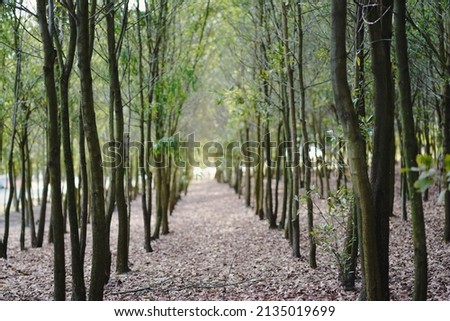 The regular arrangement of trees in the woods