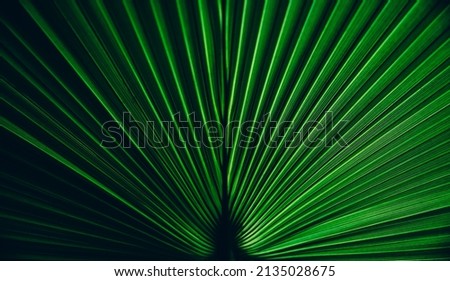 Green palm leaf texture. Symmetry nature background with botanical tropical pattern. Dark and light  abstract shadow plant wallpaper. 