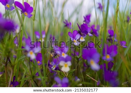 Wild pansy (Viola tricolor) flowers and green grass close-up. Beautiful purple wildflowers. Idyllic summer rural landscape. Nature, seasons, summer, environment. Macro photography, graphic resources