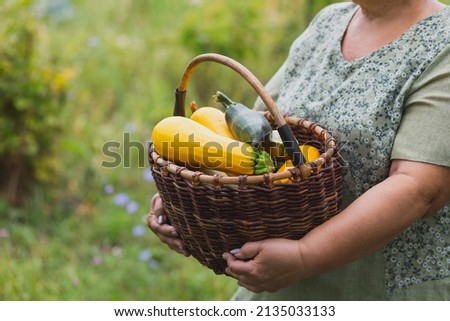 Female hands holding a large basket of freshly picked yellow and green zucchini