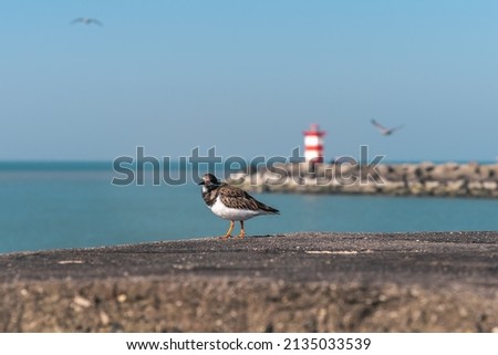 Little bird walks around on beaches called Ruddy turnstone Royalty-Free Stock Photo #2135033539
