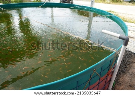 Raising and cultivating fish by using fish ponds made of round or circular tarpaulins that can maximize fish production with a narrow and limited production area.