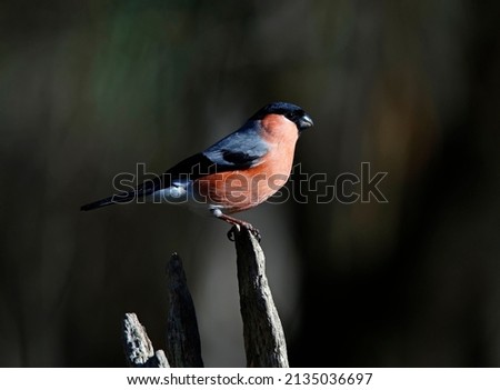 Male bullfinch perched in the woods