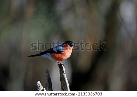 Male bullfinch perched in the woods