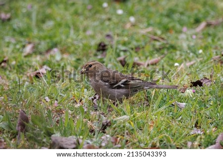 Common chaffinch (Fringilla coelebs). Bird in its natural environment.