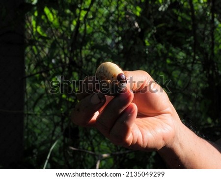Coconut rhinoceros beetle larvae (Oryctes rhinoceros) in the human hand. Rhinoceros beetles, insect pests, coconut and palm trees