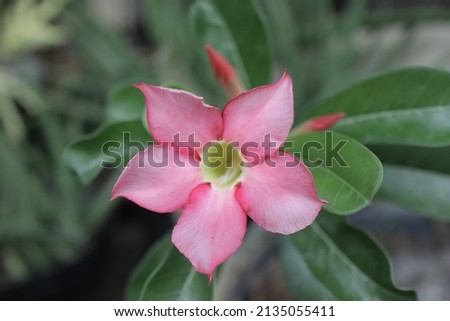 stock photo of pink japanese frangipani flower