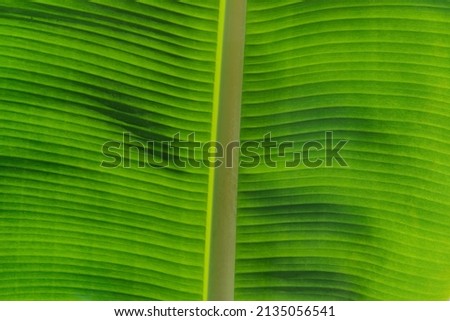 Texture of green banana leaf close-up as abstract tropical background