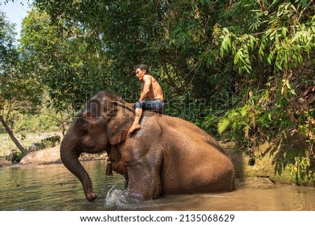 An Asian man, Mae Wang District, Chiang Mai Province and a bathing elephant