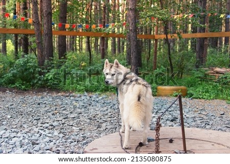 Alert siberian husky chained outside in the yard summer forest