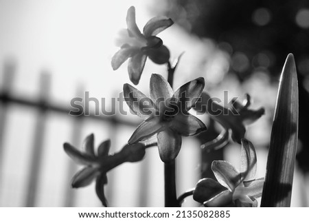white lily on a black background image taken in europe
