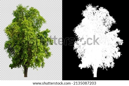 Tree cut out from original background, transparent background picture with clippings path and alpha channel for brush and easy selection