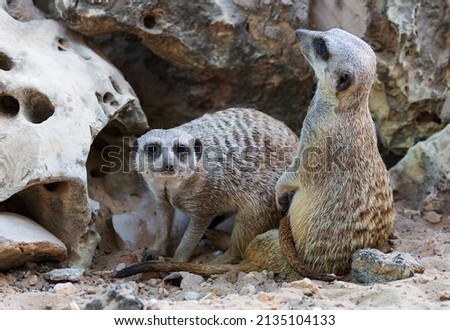 Meerkat standing upright, digging a hole. Family of Suricata suricatta in hole on sand. Front view Meerkat coming out of his hole in stone. Meerkat's moving out from rock, standing at cave entrance
