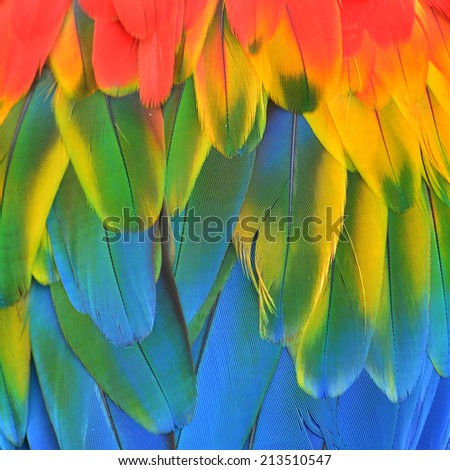 Scarlet Macaw feathers background texture