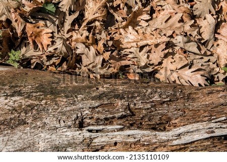 Texture of tree trunk with dry leaves. Selective focus. Copy space.