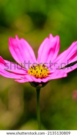 Close-up of cosmos flower (Cosmos Bipinnatus). Beautiful cosmos flower with green background.