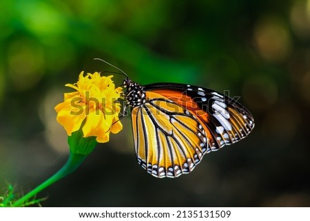 Plain Tiger is sitting on the flower. Danaus genutia, also known as the plain tiger, African queen, or African Monarch. Common Tiger butterfly (Danaus genutia butterfly) collecting nectar on a flower. Royalty-Free Stock Photo #2135131509