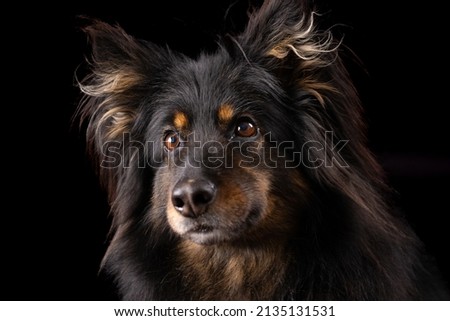 Black bohemian shepherd on black backgrounds