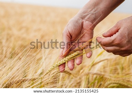 Farmer inspecting agricultural field and control quality of barley crop before harvesting. Female hand touching ripe cereal plant Royalty-Free Stock Photo #2135155425