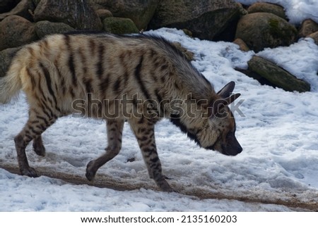 The striped hyena (Hyaena hyaena) is a species of hyena.