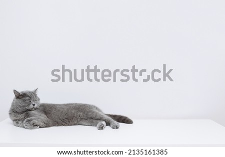 British shorthair cat sleeps on the table. Sleeping cat on a white background. Copy space. Royalty-Free Stock Photo #2135161385