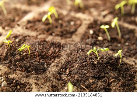 Tiny celery plant seedlings with cotyledons and first true leaves, close up. Celery or celeriac plants in seed starter tray with potting soil, indoors on windowsill or in greenhouse. Selective focus. Royalty-Free Stock Photo #2135164851