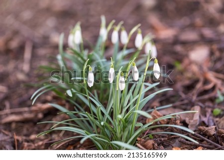 Spring flower - Snowdrop, bunch of white snowdrop flowers growing in the forest
