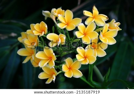 Blooming yellow plumeria flowers with green leaves background