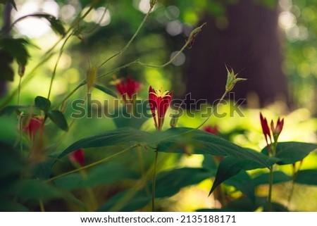 Red Indian Pink flower in the woods 