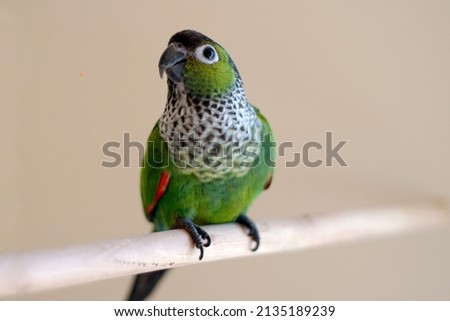 happy cute female black capped conure perched on a wooden rod looking up 
