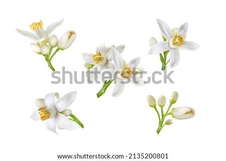 Neroli white flowers and buds set isolated on white. Citrus bloom. Five orange tree blossoms. Royalty-Free Stock Photo #2135200801
