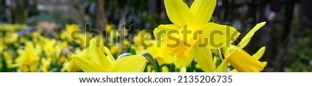 Happy yellow daffodils blooming in a garden are a cheerful sign of spring, as a nature background
