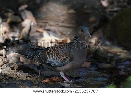 turtle dove is in the forest