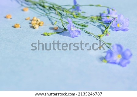 Close-up photo decorative large-flowered long-term flax Linum perenne. flax flowers and seeds on a blue background. Copy space Royalty-Free Stock Photo #2135246787