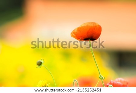 Beautiful red poppy flowers and yellow flower fields swaying like dancing in the fresh spring wind
