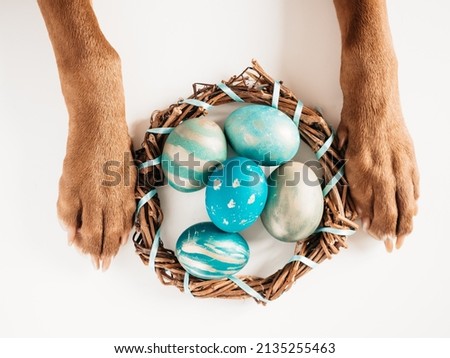 Lovable, pretty puppy brown color and Easter eggs. Close-up, indoors, view from above. Studio photo. Congratulations for family, loved ones, friends and colleagues. Animal and pet care concept