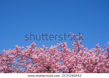 Clear blue sky and Kawazu cherry blossoms in full bloom