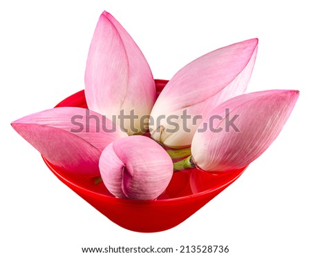 Pink lotus flowers, water lily in a red bowl with water, close up, isolated, white background
