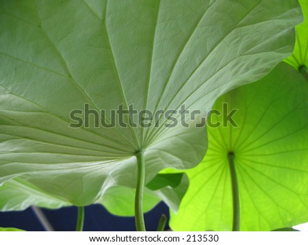 under lotus leaves