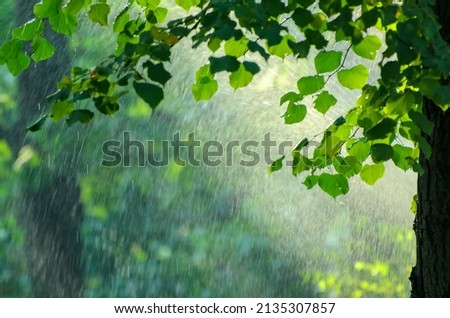 Summer rain in lush green forest, with heavy rainfall background. Rain in the forest with sun casting warm rays between the trees. Abstract natural backgrounds for your design Royalty-Free Stock Photo #2135307857