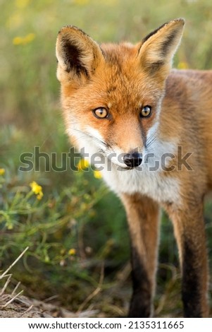 Young Red Fox Standing in A Green Natural Background