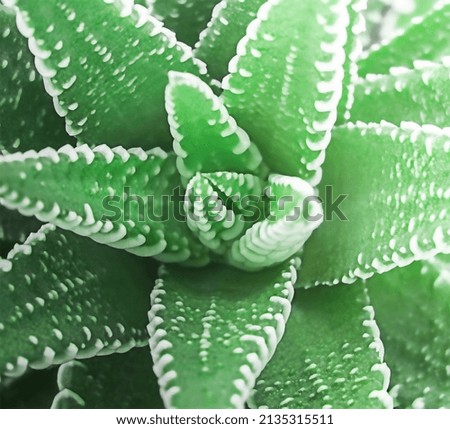 Green plant background close up