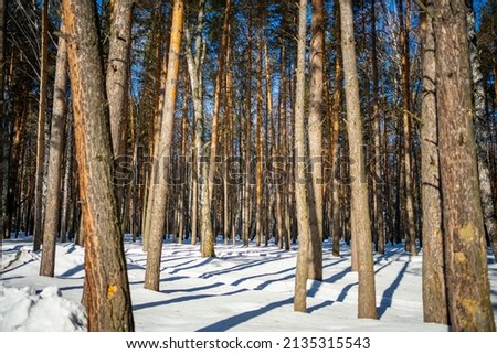 Siberian pine forest near Kemerovo, Siberia, Russia. High quality photo