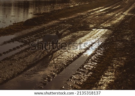 white french bulldog girl taking walk on wet muddy dirt road. Evening sun shines on damaged gravel road in spring