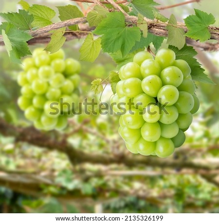 Sweet green grape on a branch over green natural garden Blur background, Bunch of Shine Muscat Grape with leaves in blur background. Royalty-Free Stock Photo #2135326199