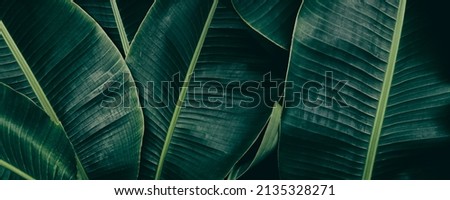 tropical banana leaf texture background