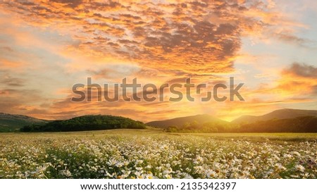 
Spring daisy Flowers in meadow. Royalty-Free Stock Photo #2135342397