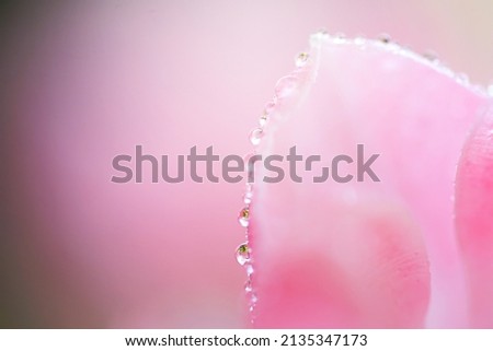Spring tulips. Bouquet of fresh flowers with water drops